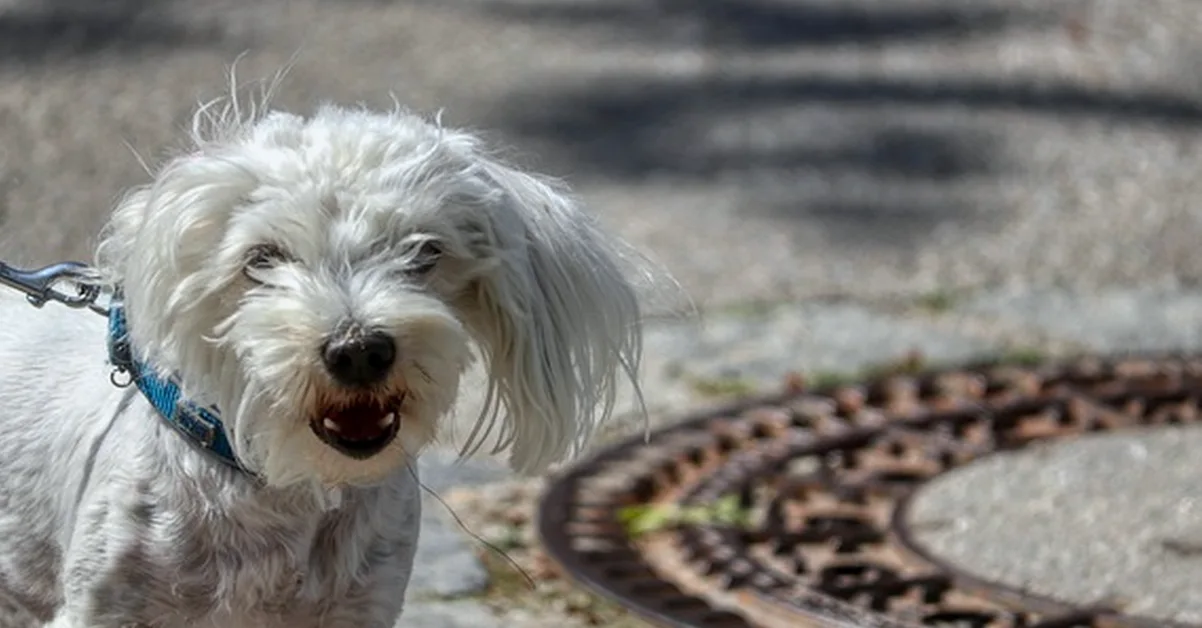 En Dogfy Diet no todo se resuelve desde tu cuenta