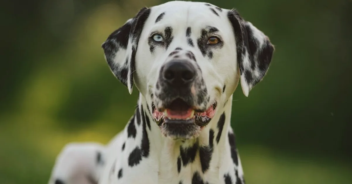 En el perro dálmata, la orina importa tanto como correr