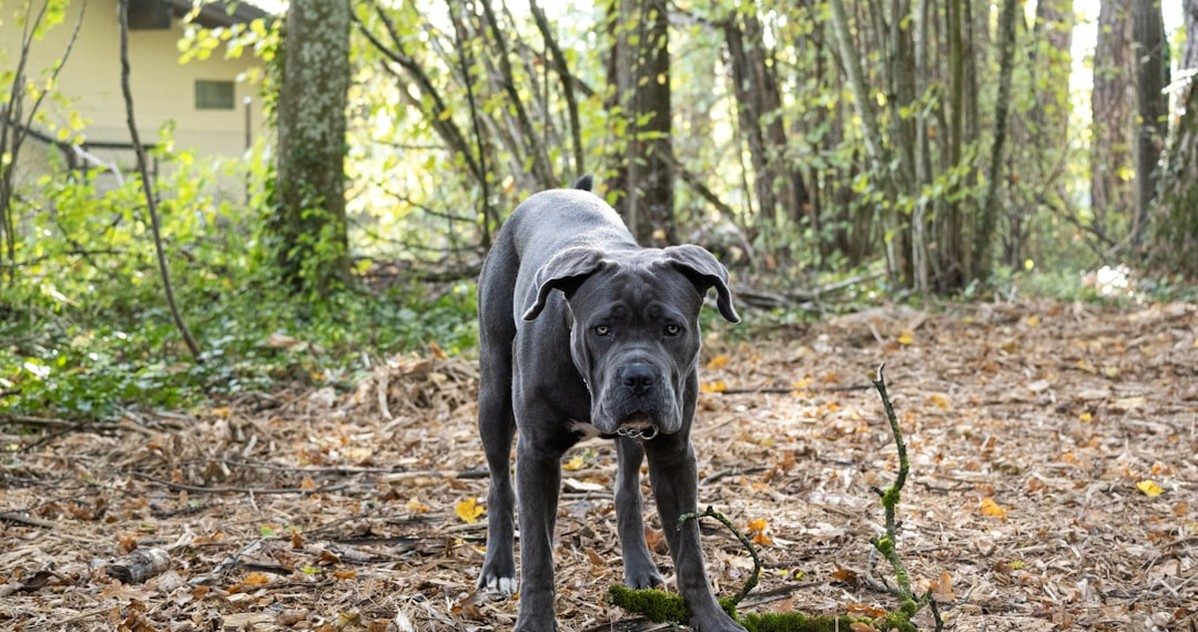 En Italia, un anuncio de cachorro no acredita su origen