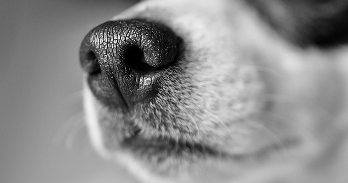 En las razas de perros, el carácter no viene garantizado