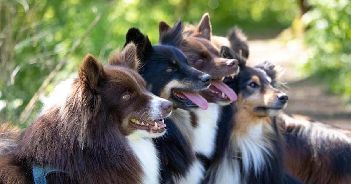En las razas de perros, el carácter no viene garantizado