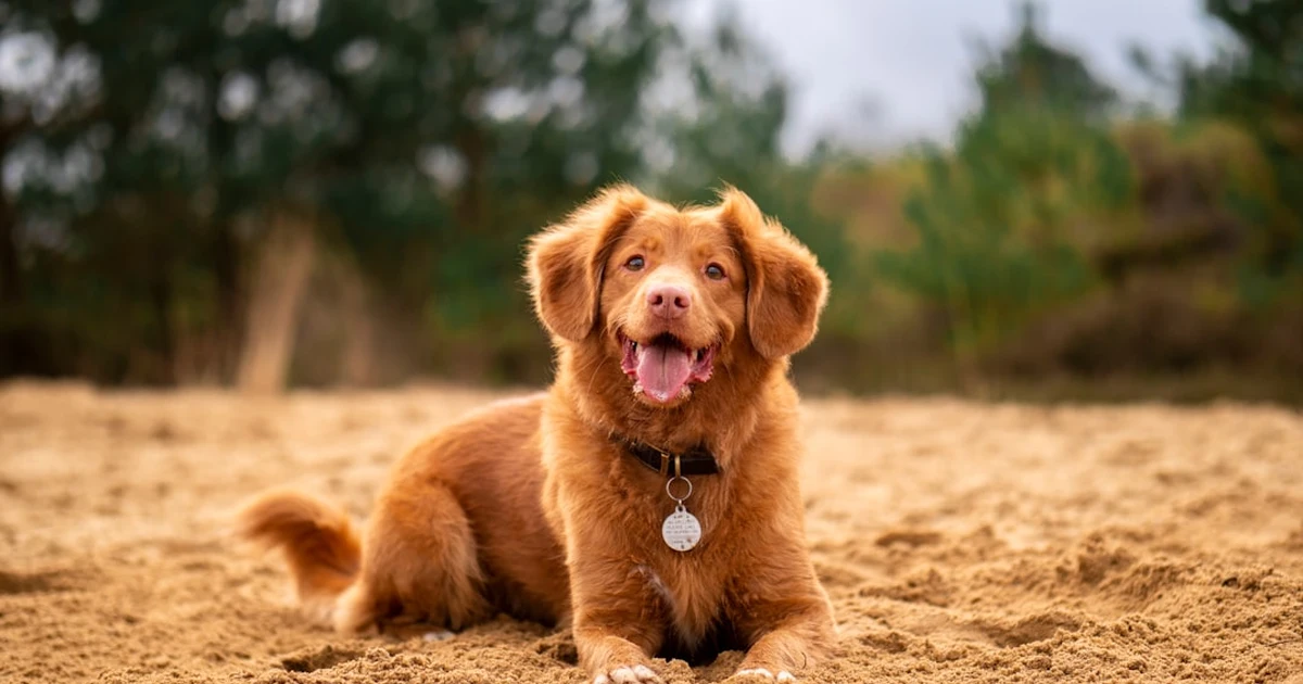 En NJ, la raza encarece el seguro médico canino