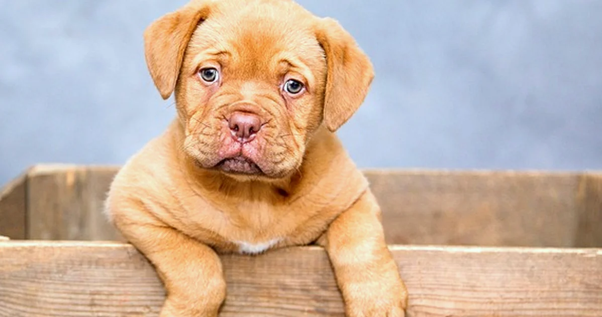 En una tienda de cachorros no pagues señal sin contrato