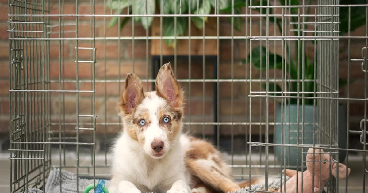 Enseñar órdenes sin normas frena la educación canina básica