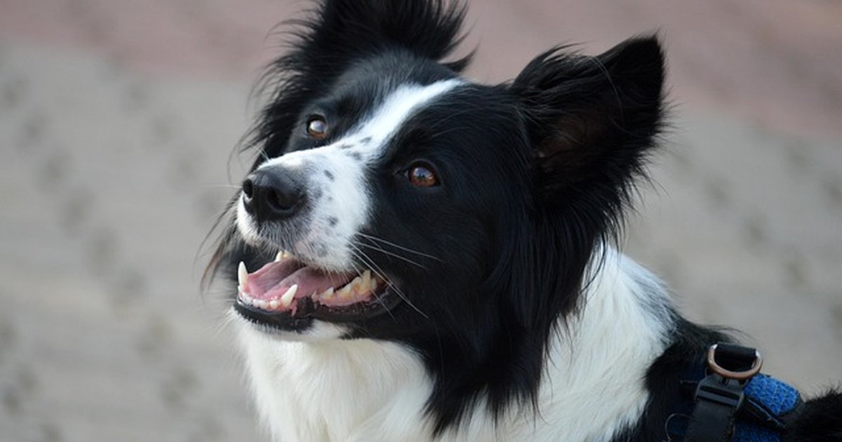 Estás dando probióticos y prebióticos inútiles a tu perro