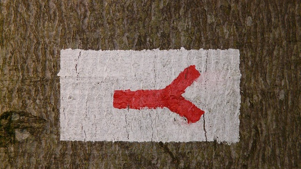 Estreñimiento y tránsito lento: guía práctica para dueños