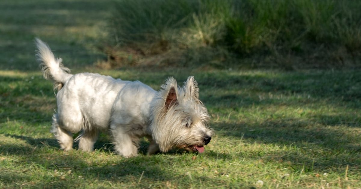 Evita comprar un cachorro westy enfermo o sin papeles