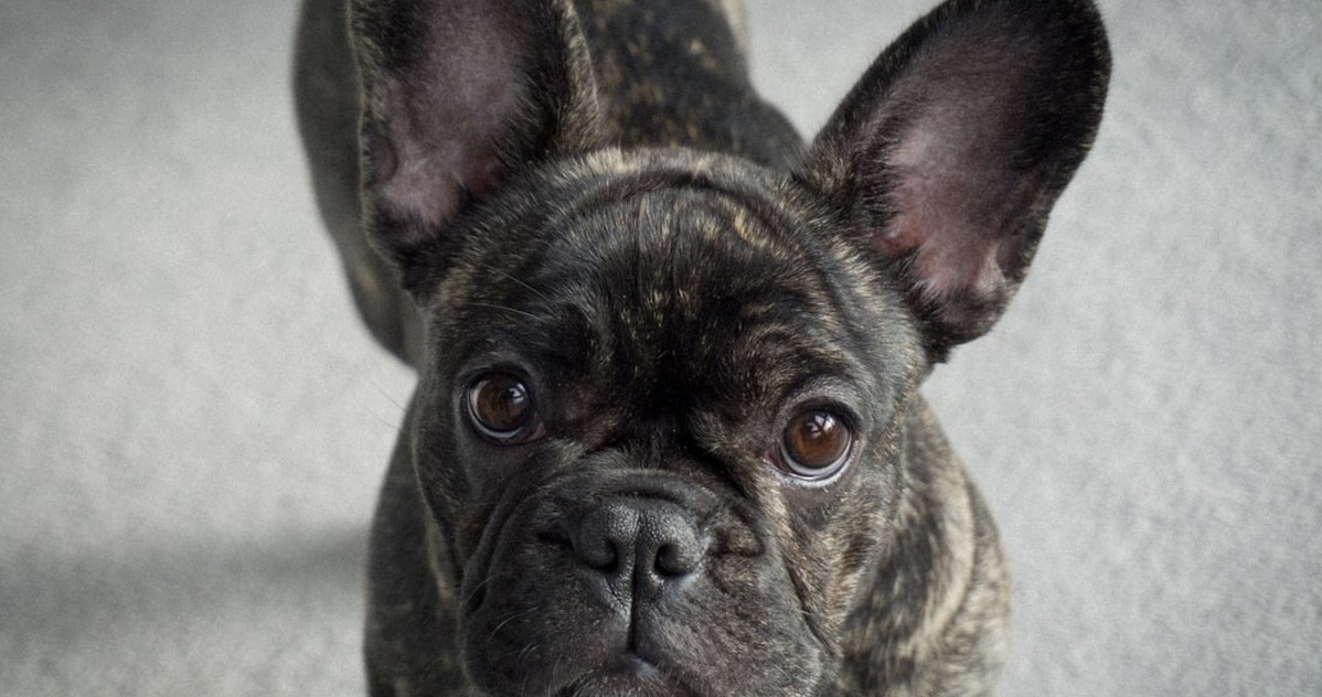 Evita pagar de más por tu cachorro bulldog francés