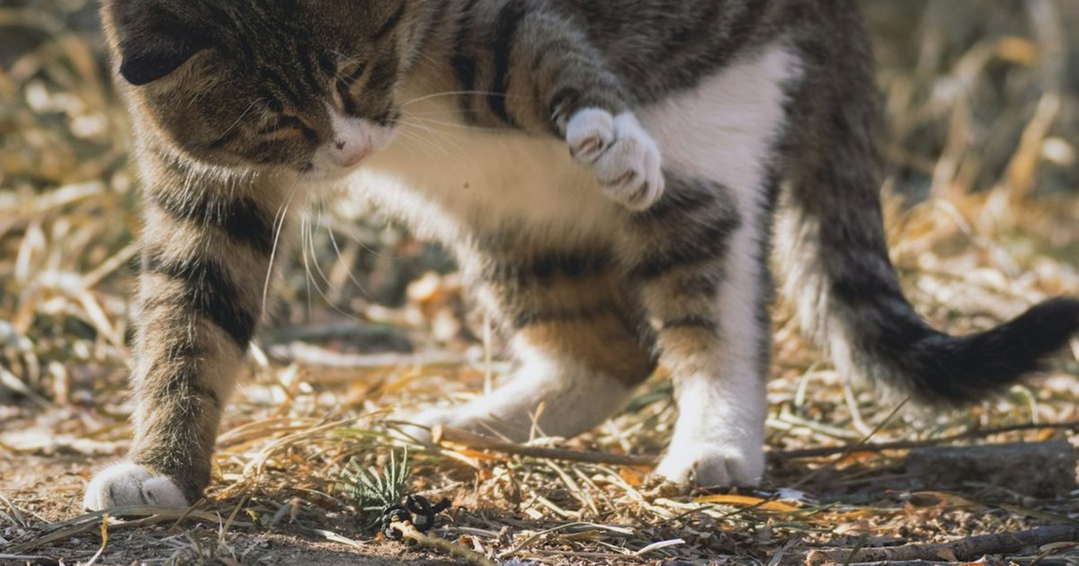 Evita usar collares antipulgas de perro en gatos