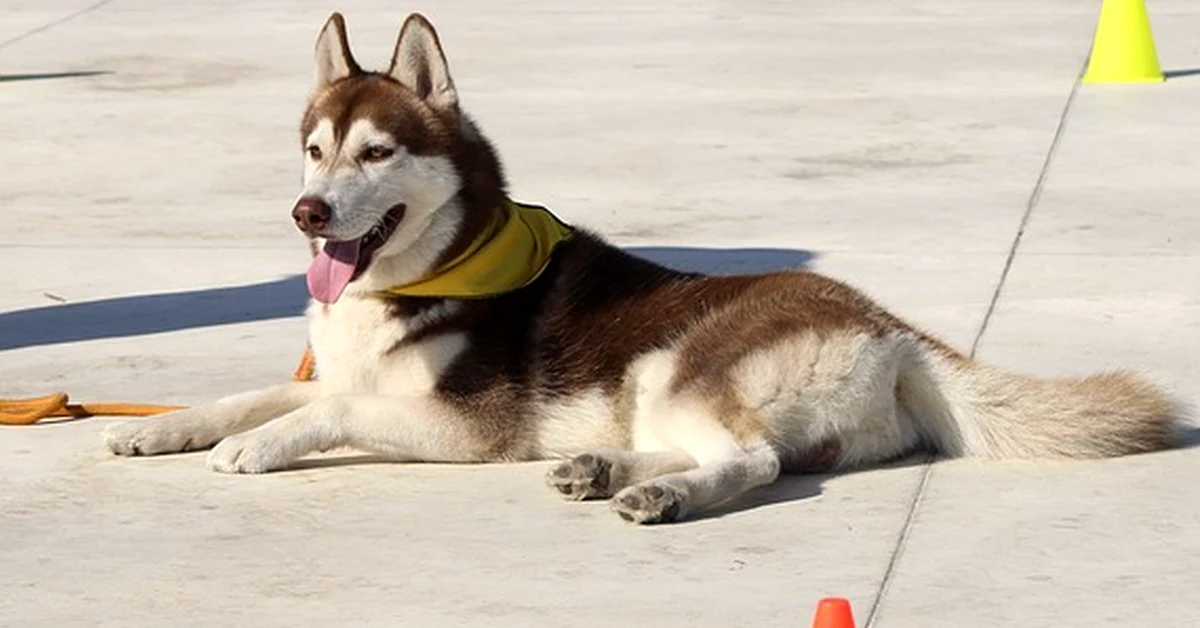 Horarios para enseñar al perro a hacer sus necesidades