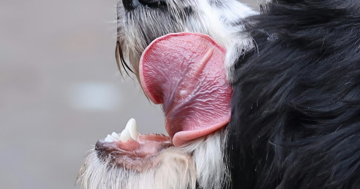 Húmeda vs seca para perros urbanos con dientes sensibles