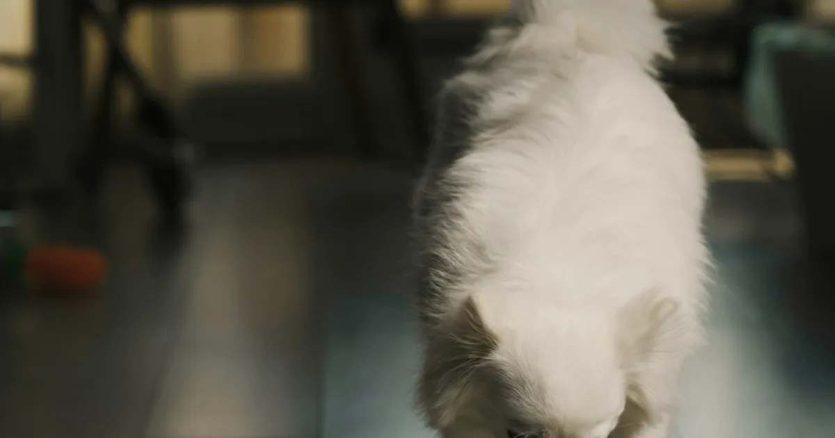 La comida de perro más cercana no siempre sale más barata