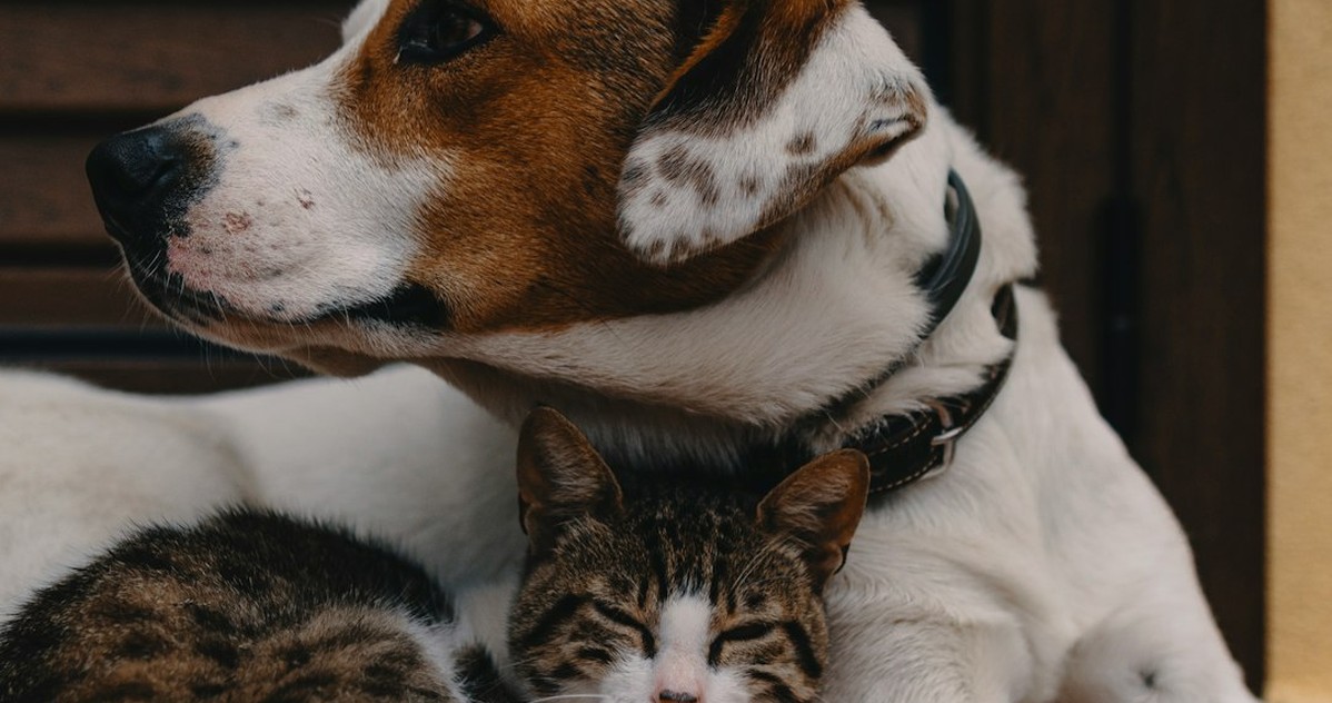 La RC de tu perro cambia mucho el precio según la raza
