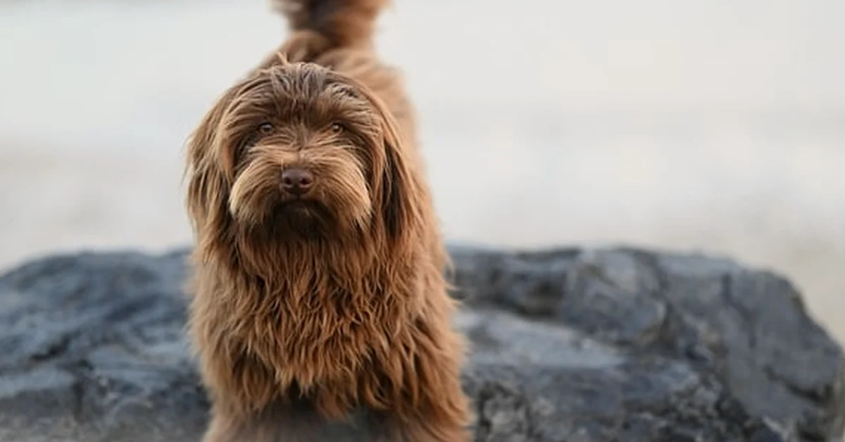 La RC del seguro para perros no paga al veterinario