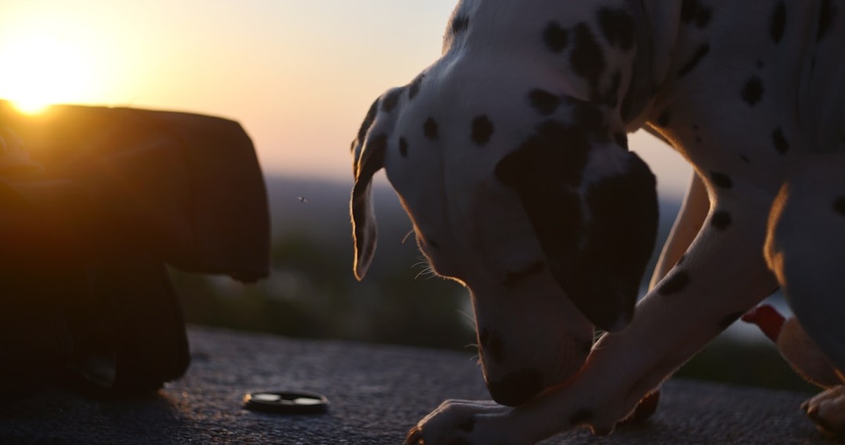 Lo que arruina a un cachorro dálmata en un piso
