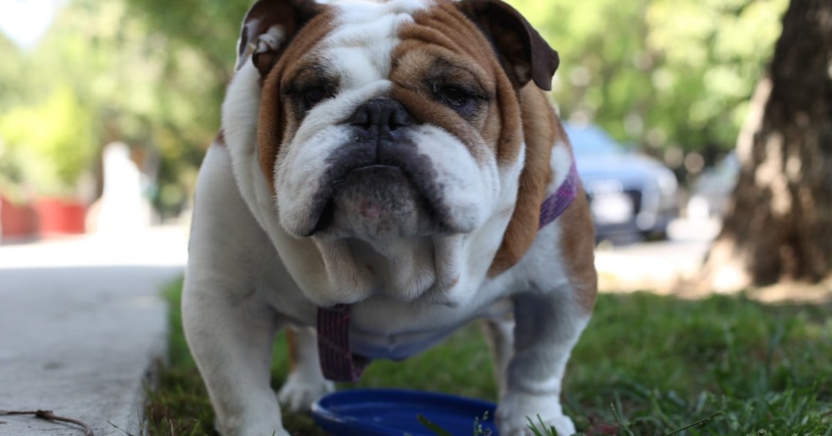 Lo que encarece más un bulldog inglés cachorro