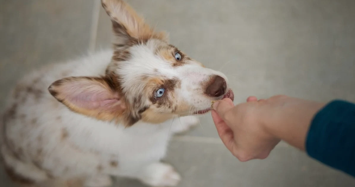 Los premios pueden anular Hill's Metabolic en perros