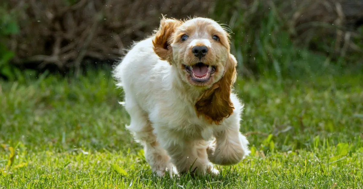 Los saltos pueden dañar al cachorro de basset hound
