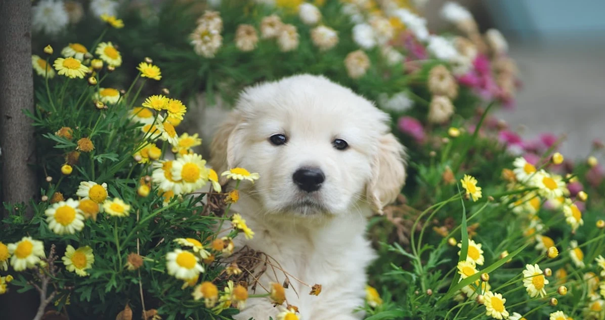 No cambies el pienso si tu cachorro aún no es adulto