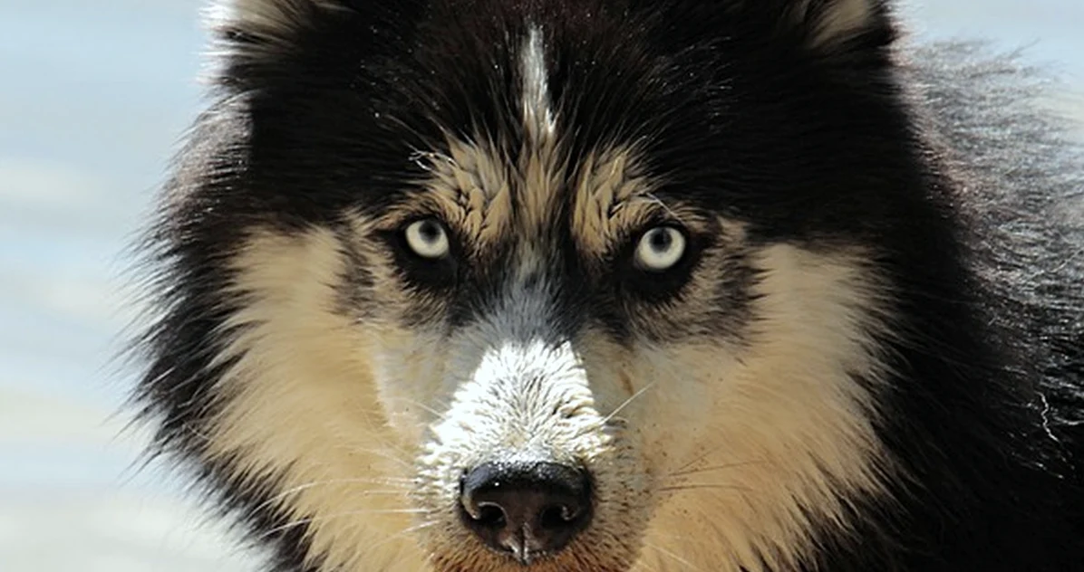 No compres un cachorro husky blanco solo por sus ojos