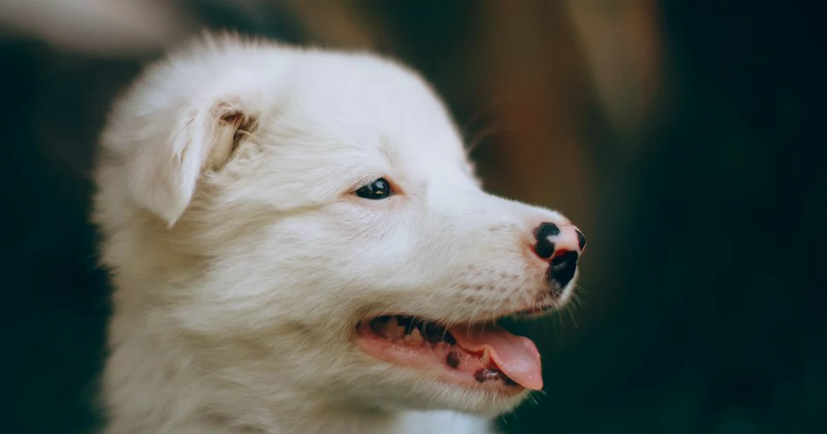 No compres un cachorro husky blanco solo por sus ojos