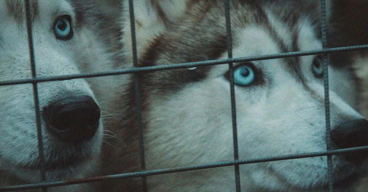 No compres un husky siberiano sin calcular su coste real