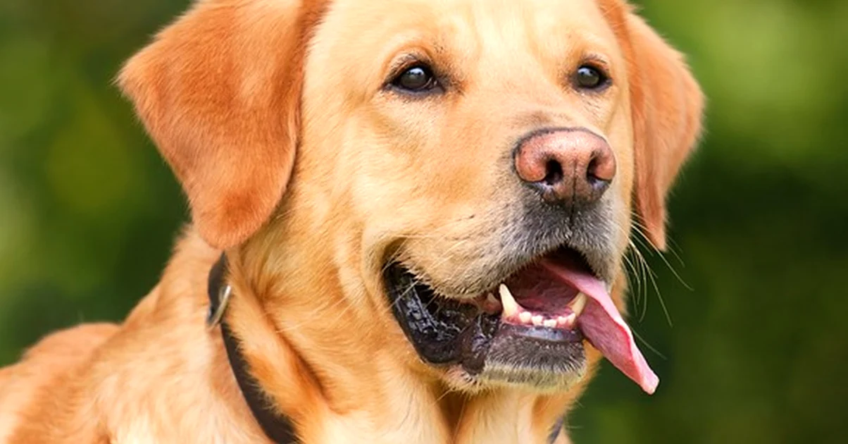 No elijas el seguro de tu perro en NY por precio