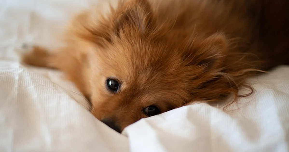 No elijas un perro pequeño y peludo solo por su tamaño