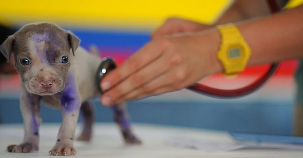 No mires solo la marca al comprar pienso para cachorros