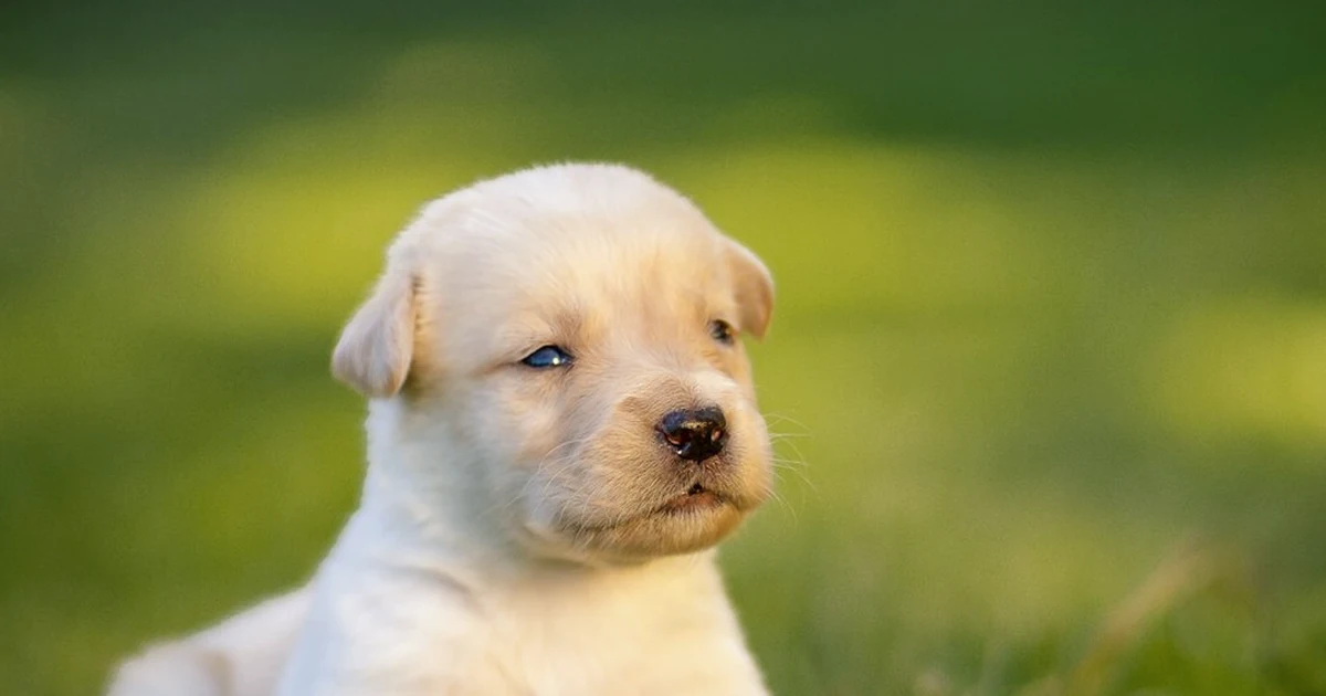 No saques a tu cachorro de dogo argentino sin licencia
