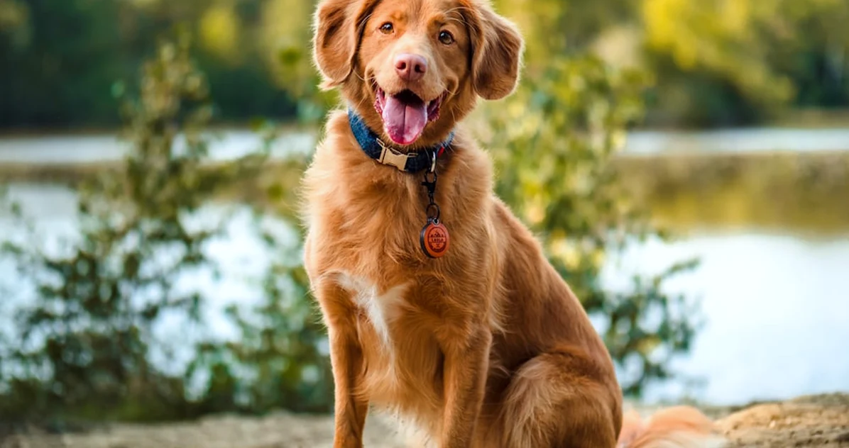 No todos los perritos necesitan el mismo paseo