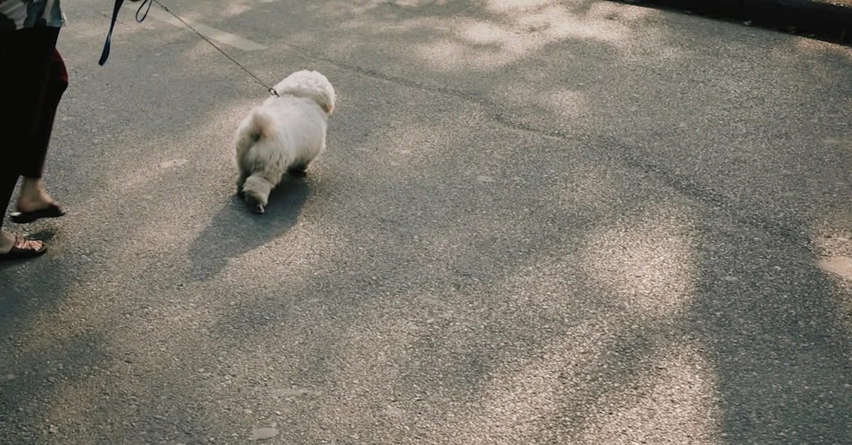 Nuevas normas UE para perros: qué cambia al comprar