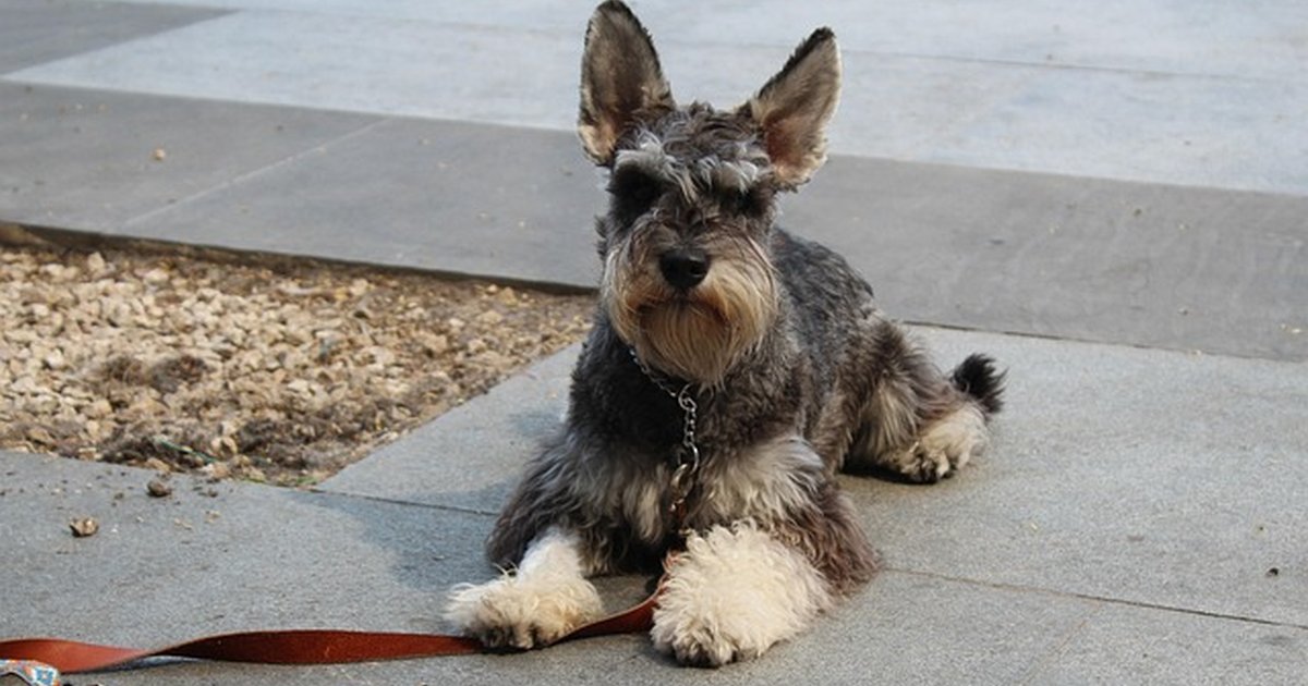 Orina nocturna en perros adultos: producto o cambiar hábito