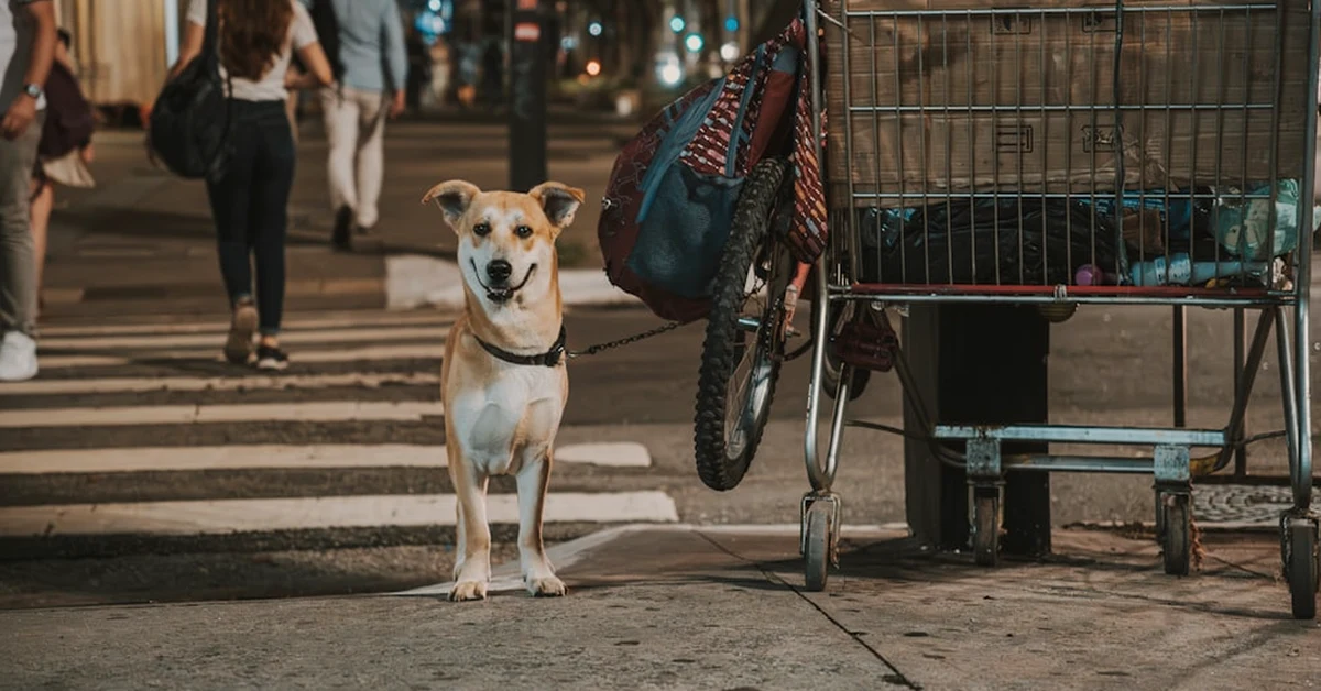 Pagar más por la comida de tu perro no siempre compensa