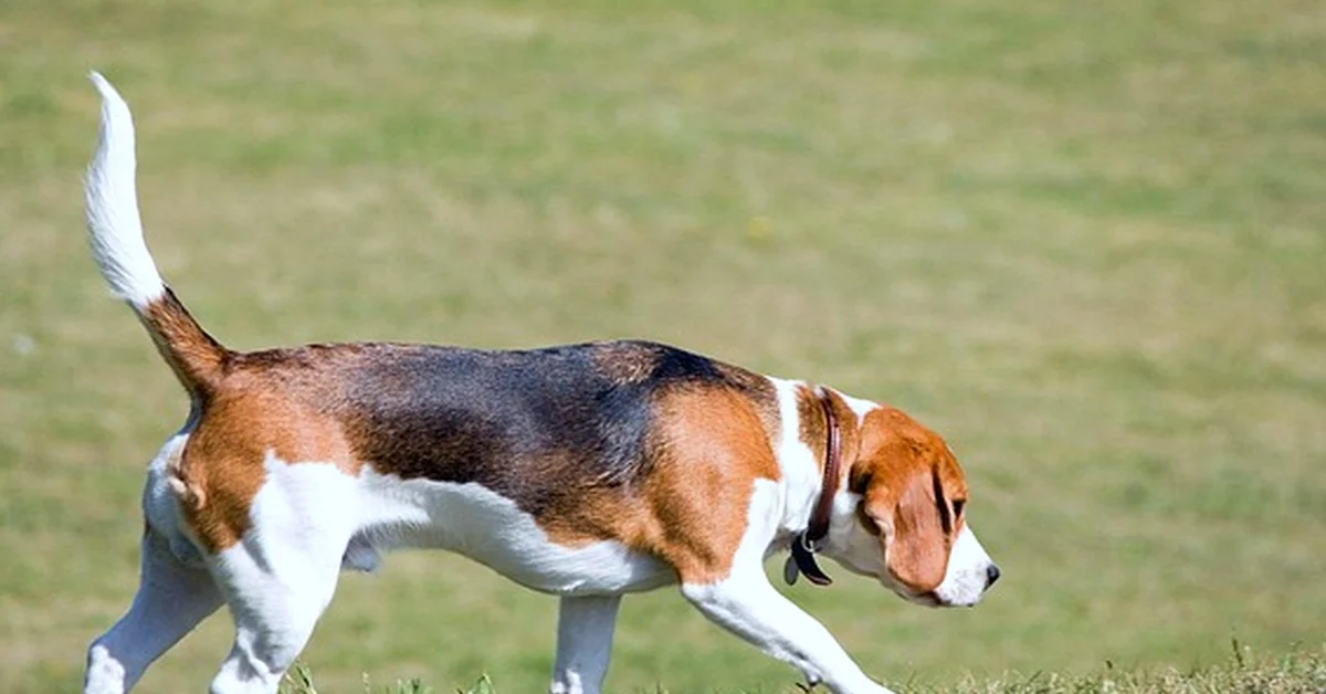 Pasear a tu beagle no basta para evitar el sobrepeso