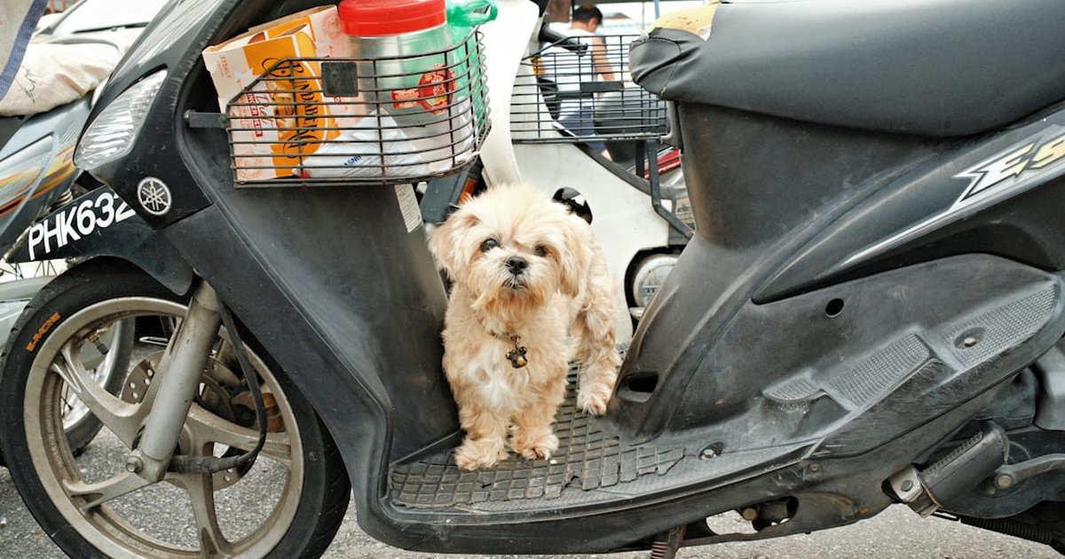 Paseos tranquilos con perro reactivo a bicis y patinetes