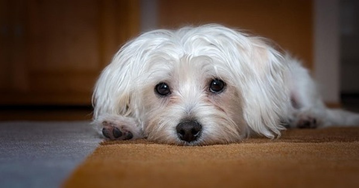 Perro bichón maltés toy o adulto: no cuestan igual