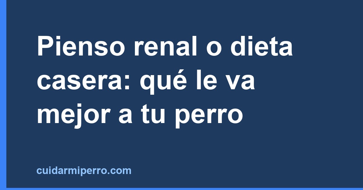 Pienso renal o dieta casera: qué le va mejor a tu perro