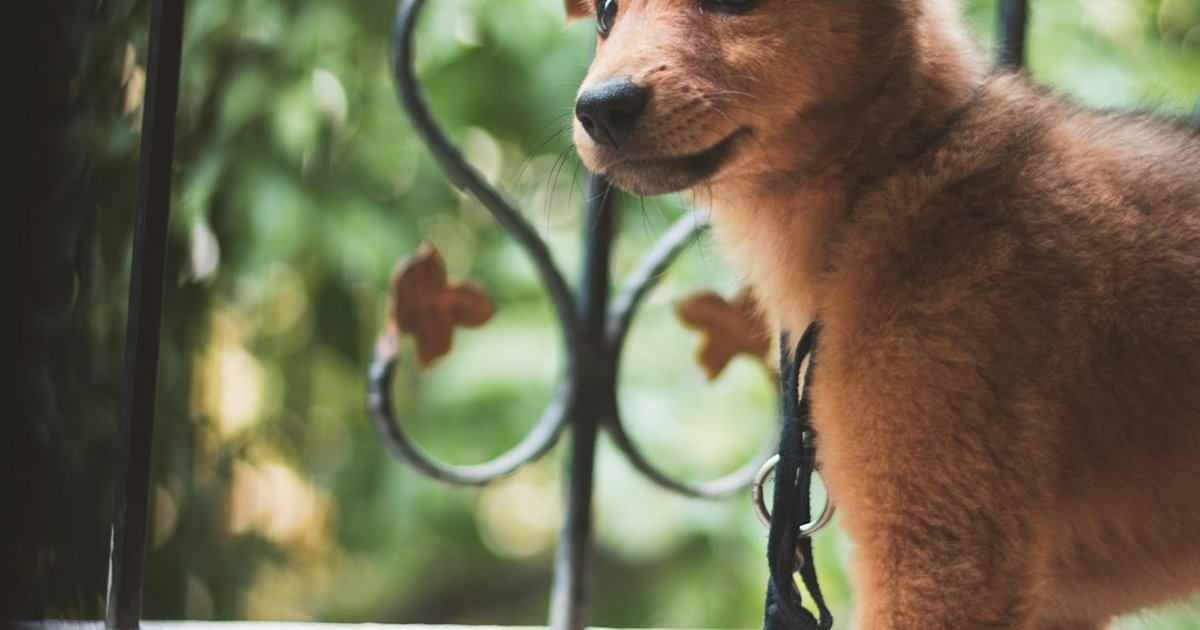 Prevén golpes de calor en tu perro urbano y evita urgencias
