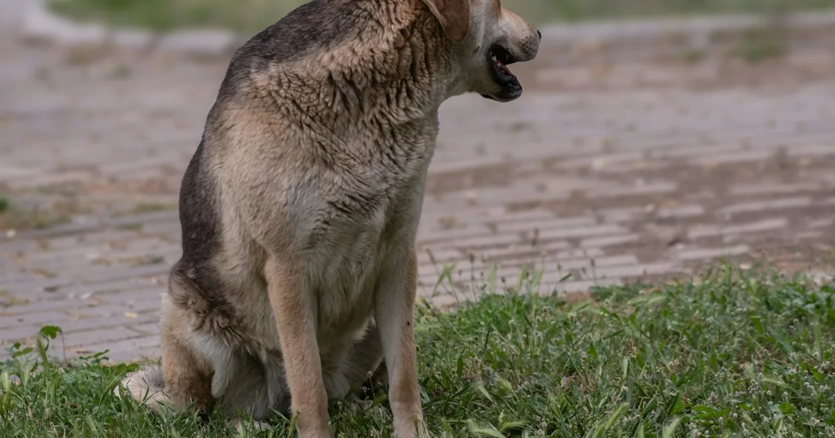 Próstata en perros: prevención y señales de alerta