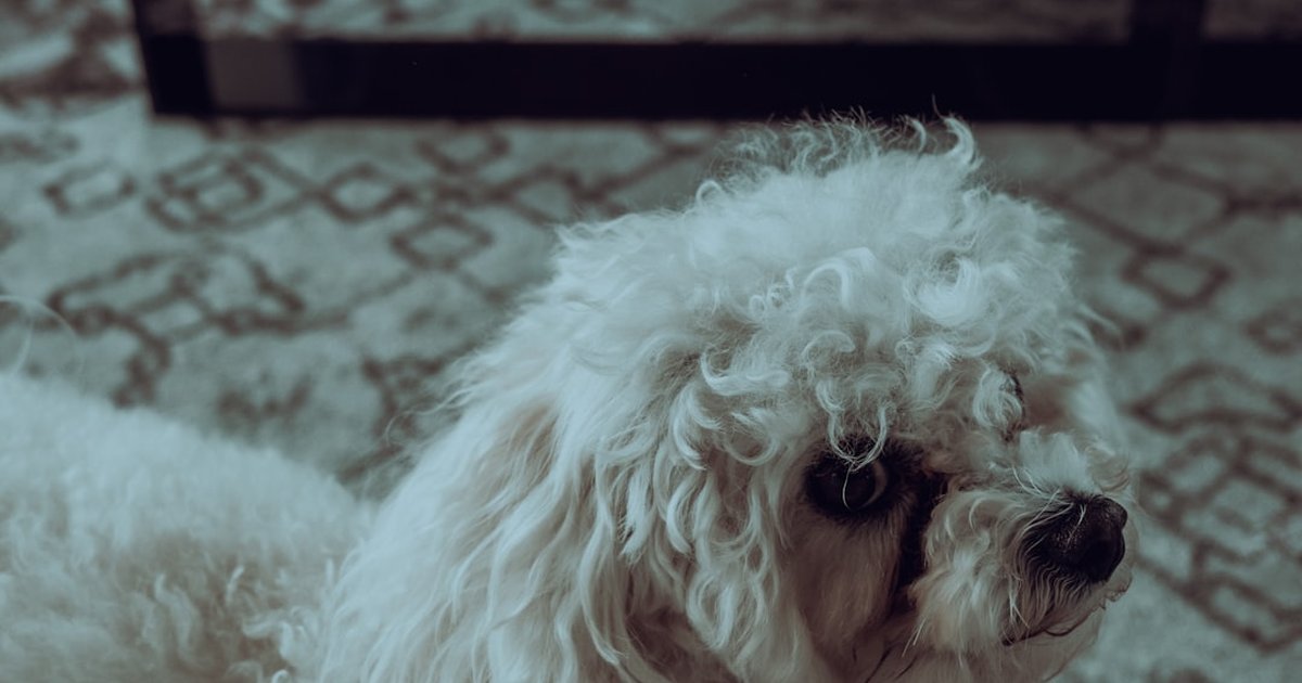 Protección de muebles vs entrenamiento: guía para dueños