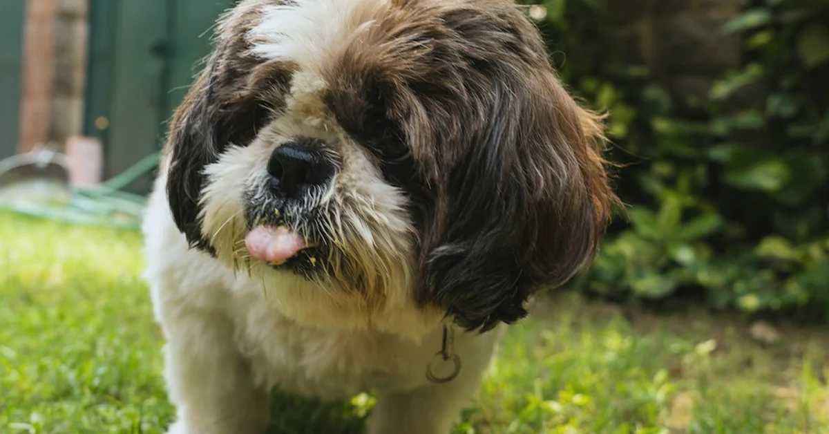 ¿Pueden los perros comer arroz? Guía práctica