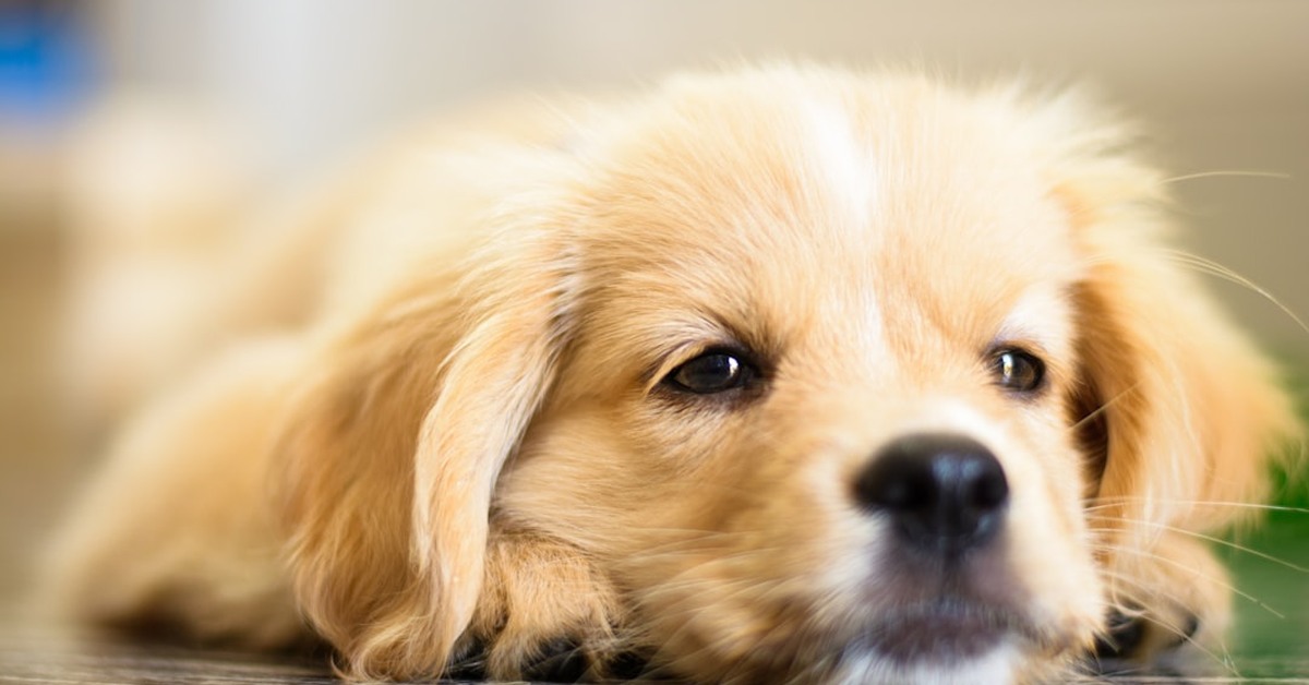 Qué darle a un cachorro con diarrea sin empeorarla