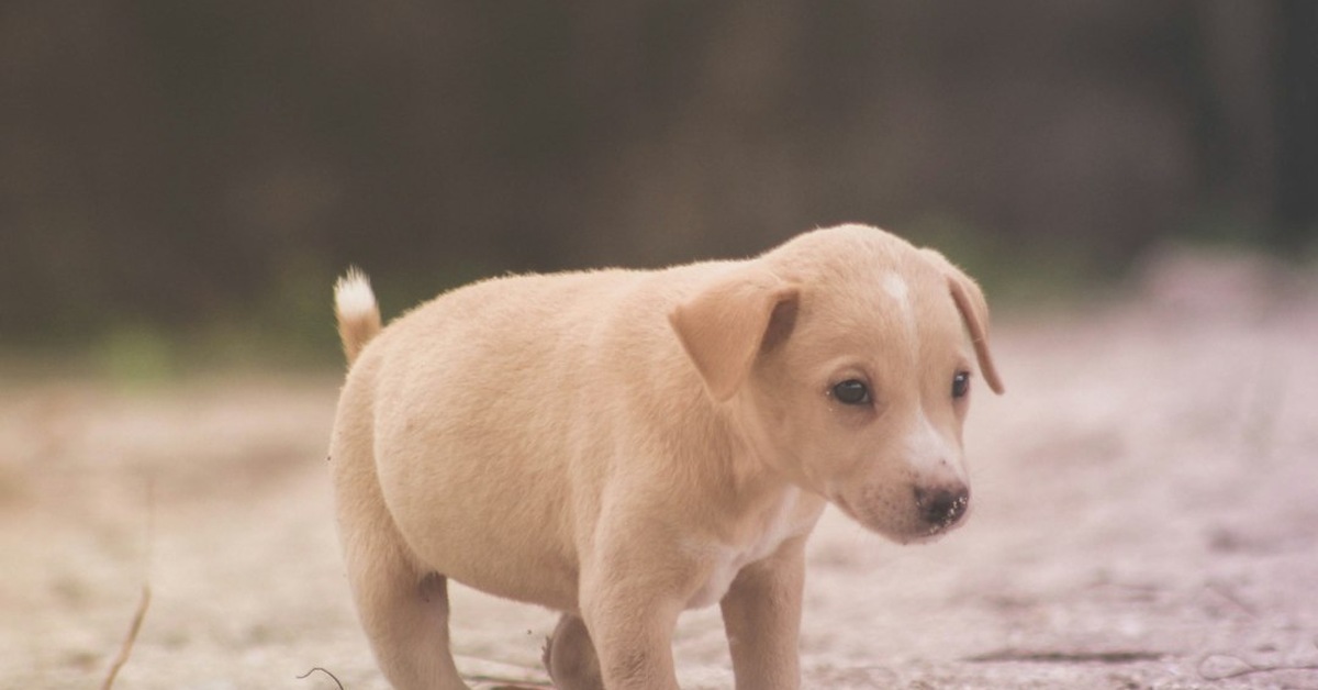 Qué darle a un cachorro con diarrea sin empeorarlo