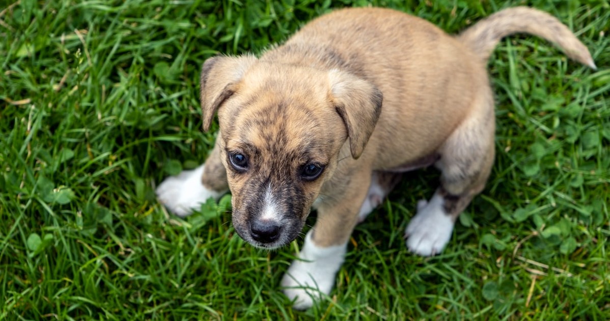 Qué hacer si tu cachorro sangra al tener diarrea