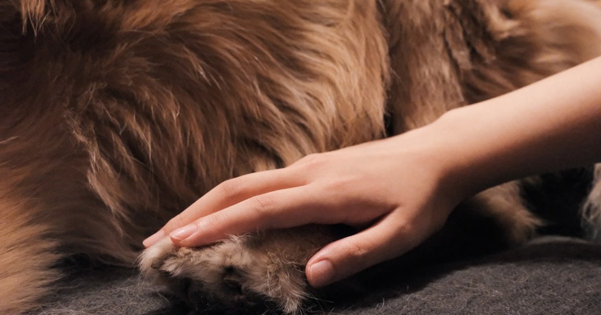 Recupera la movilidad de tu perro tras un trauma