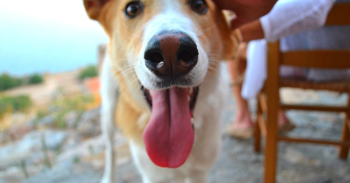 Reduce dolor y sobrepeso en perros con problemas articulares