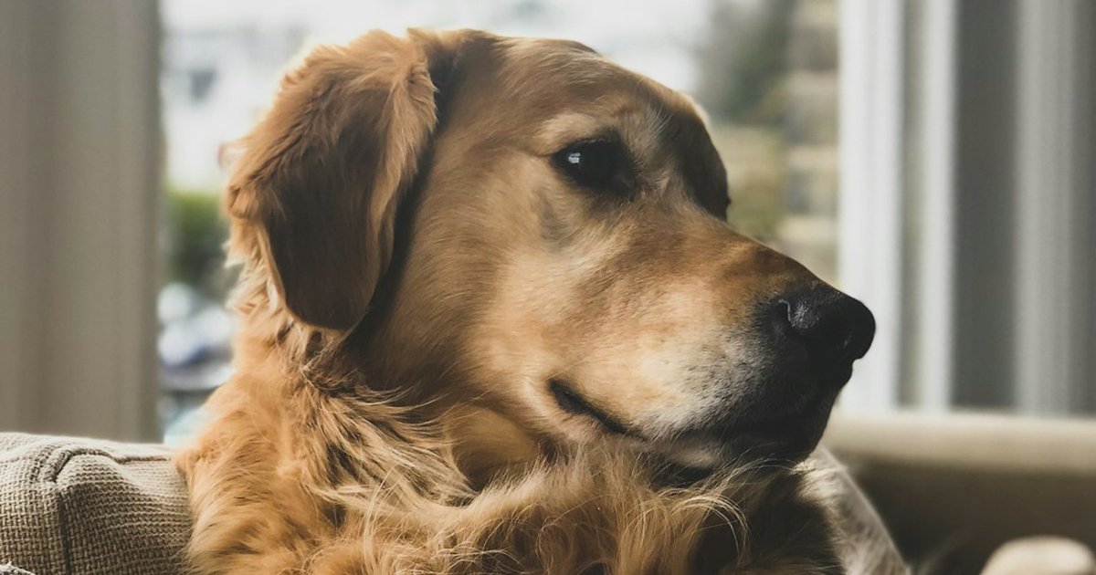 Reparte atención y evita celos entre tus mascotas