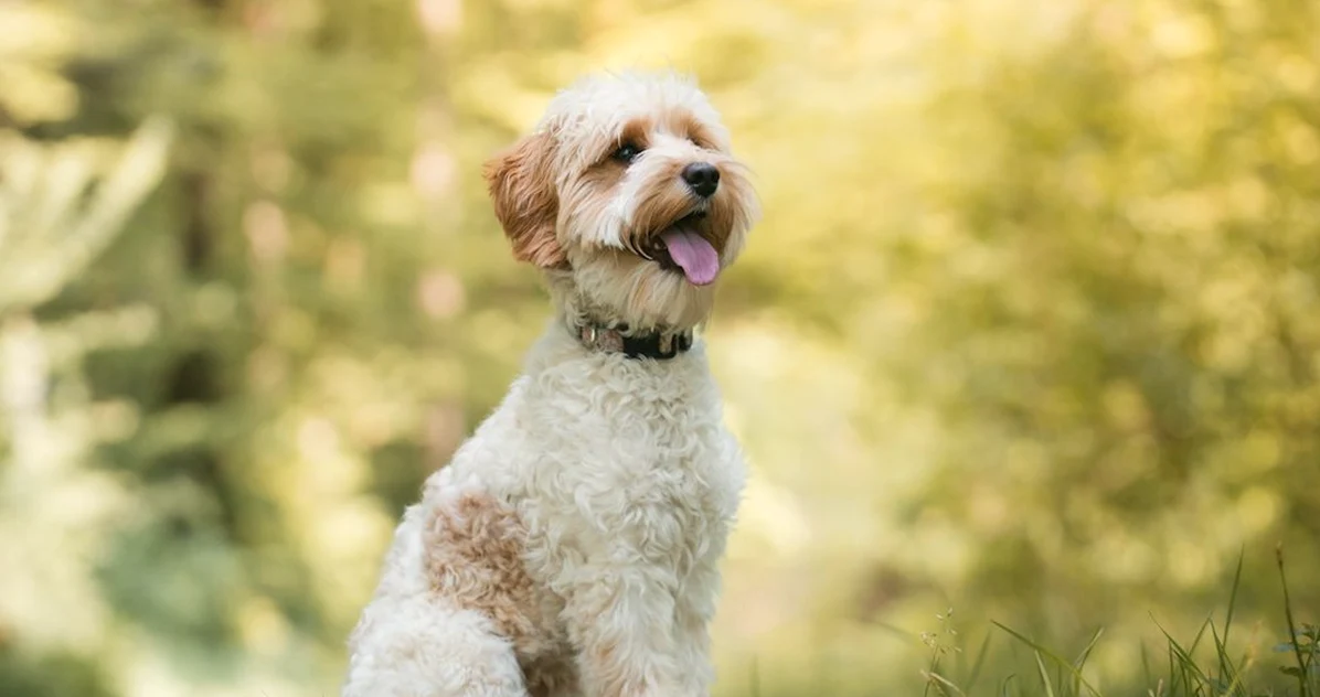Reservar en El Cachorro de Écija sin confirmar horario