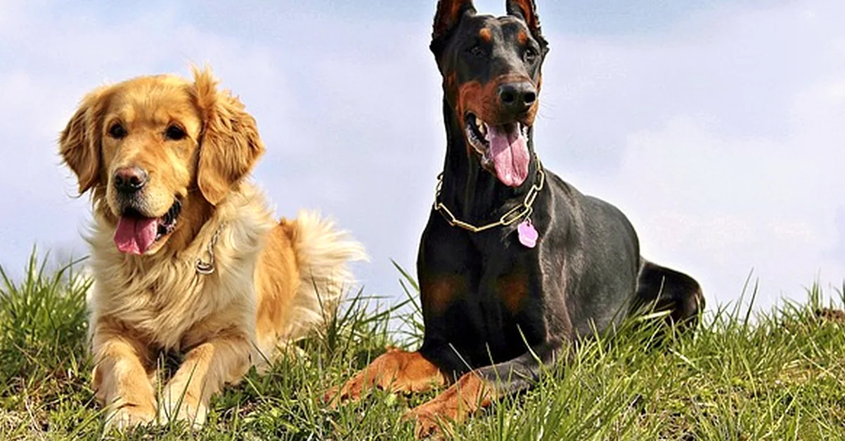 Reservar un cachorro dóberman sin ver pruebas sale caro